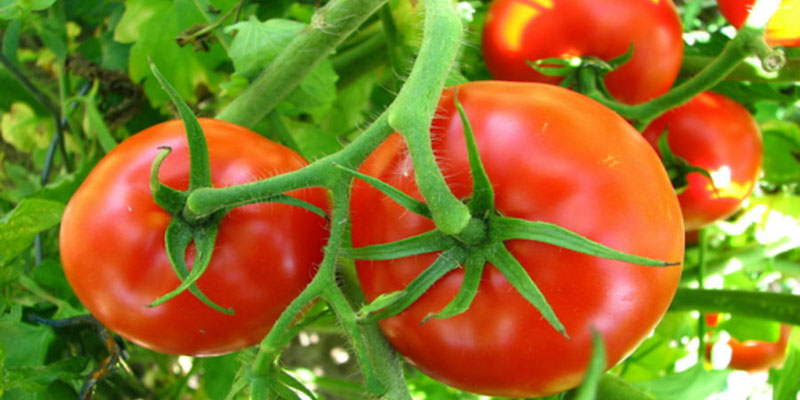 Lợi ích của cà chua đối với sức khỏe