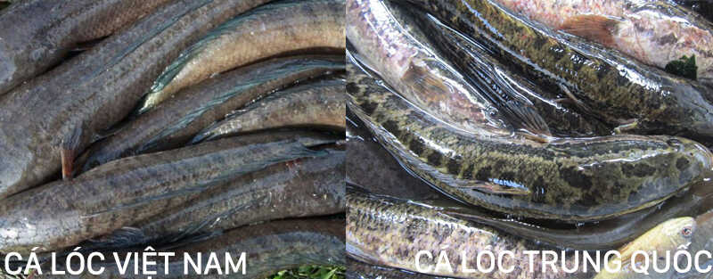 Distinguishing Vietnamese snakehead fish and Chinese snakehead fish