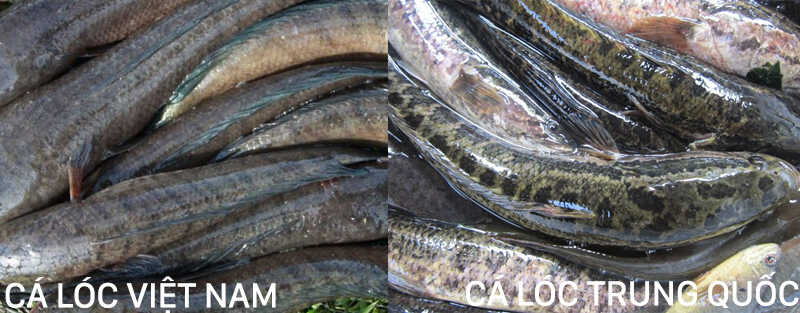 Distinguishing Vietnamese snakehead fish and<a href='https://meo.tips/tips/discover-2-tons-of-durian-soaked-in-chemicals-for-quick-ripening/' rel='dofollow' class='onpage-seo' > Chinese</a> snakehead fish” class=”imgcontent”></p>
<p class=