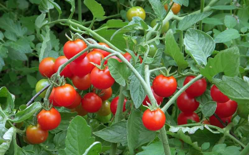 Nguồn gốc của cà chua
