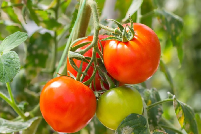 Đặc điểm của cà chua