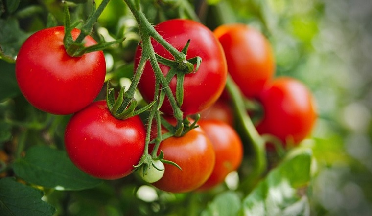 Cà chua: 10 công dụng tuyệt vời và những món ăn ngon
