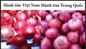 Phân biệt hành tím Việt Nam và Trung Quốc