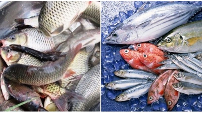 Hàm lượng dinh dưỡng giữa cá đồng và cá biển