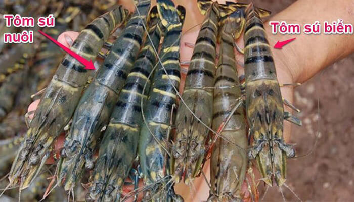 How to recognize shrimp scampi