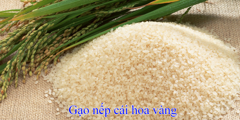 Ăn gạo nếp có tốt không? Ăn gạo nếp có tốt không?