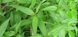 Có phải ăn rau răm bị vô sinh ở nam giới ?