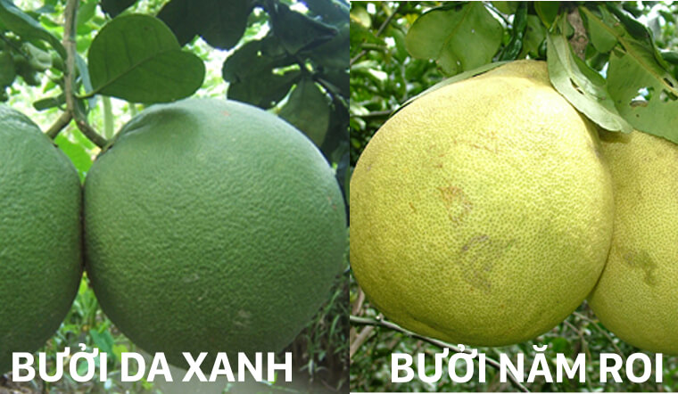Cách phân biệt bưởi năm roi và bưởi da xanh