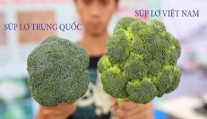 Cách phân biệt súp lơ Trung Quốc và súp lơ Việt Nam