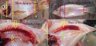 Phân biệt cá diêu hồng khỏe và bệnh