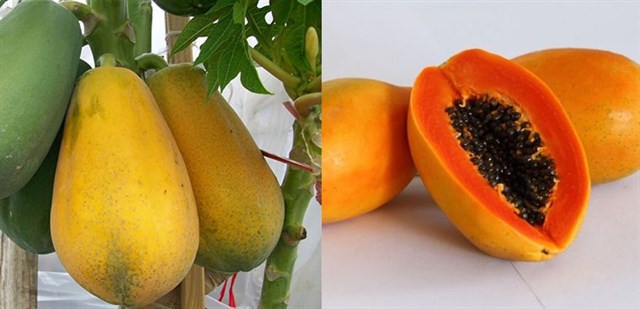 Hướng dẫn cách làm mứt đu đủ không cần nước vôi trong