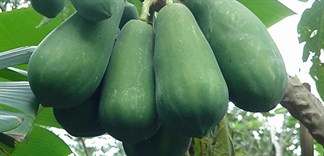 Tác dụng chữa bệnh của đu đủ xanh