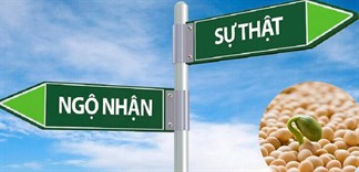 Bạn có nghe những tin đồn về đậu nành?