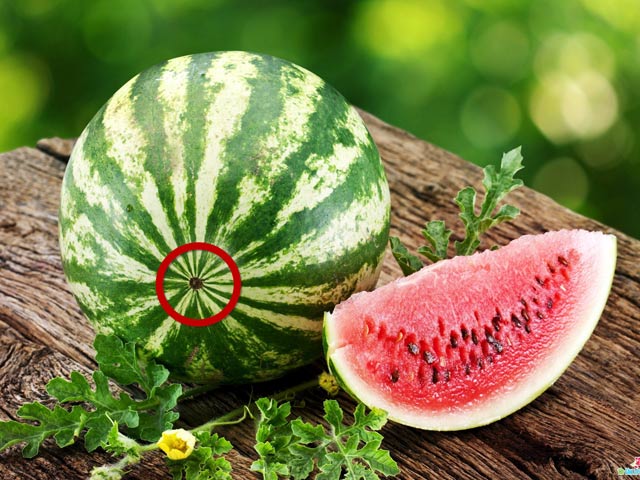 Cách chọn dưa hấu ngon - Dưa hấu đực cái