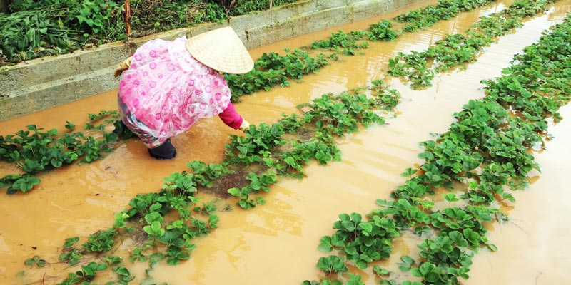 Rau Đà Lạt trở nên khan hiếm, giá tăng mạnh sau bão số 12