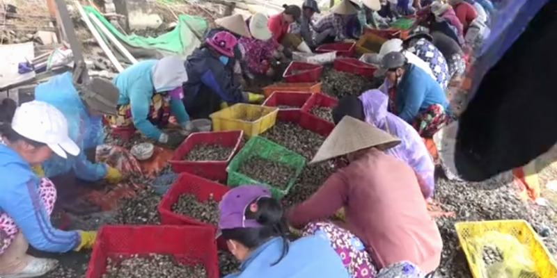 Hàng chục tấn ốc hương ở Khánh Hòa chết sau bão Damrey
