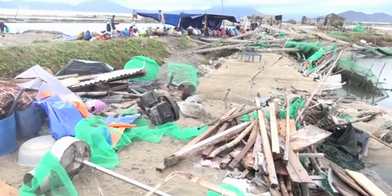 Hàng chục tấn ốc hương ở Khánh Hòa chết sau bão Damrey