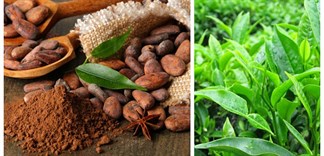 Điều trị tiểu đường từ cacao và trà xanh