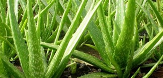 Tác dụng chữa bệnh của nha đam