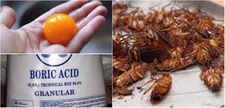 Mẹo đuổi hết gián ra khỏi nhà mãi mãi với lòng đỏ trứng