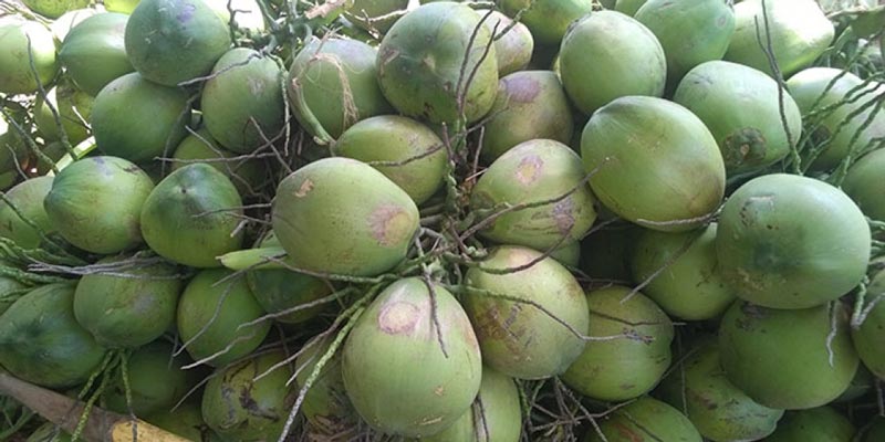 You should choose coconuts that are small or medium in size, weighing about 1 - 1.5 kilograms.