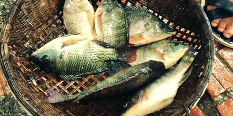 Thừa Thiên  Huế Thí điểm nuôi cá rô phi đơn tính đạt hiệu quả  Tạp chí  Thủy sản Việt Nam