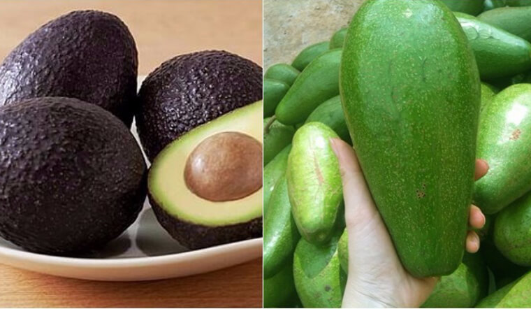 Bơ vỏ xanh và bơ vỏ đen, nên chọn loại nào?