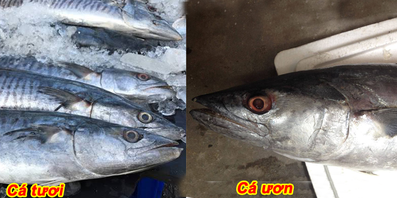 Bí quyết chọn cá thu ngon dành cho bà nội trợ Bí quyết chọn cá thu ngon dành cho bà nội trợ