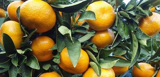 Cách chọn quýt ngọt, thơm mà không phải ai cũng biết
