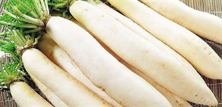 Nhận biết củ cải trắng Trung Quốc và cách chọn củ cải ngon