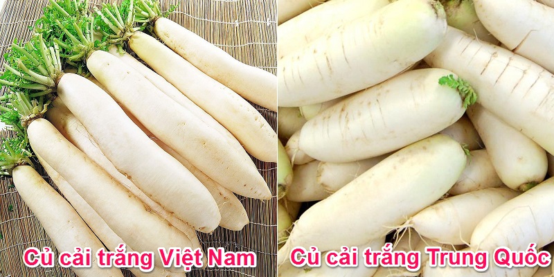 Nhận biết củ cải trắng Trung Quốc