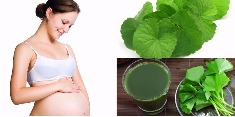 Sai lầm khi uống nước rau má - Uống nước rau má khi đang mang thai
