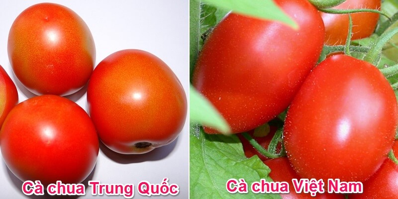 Các cách nhận biết cà chua Trung Quốc