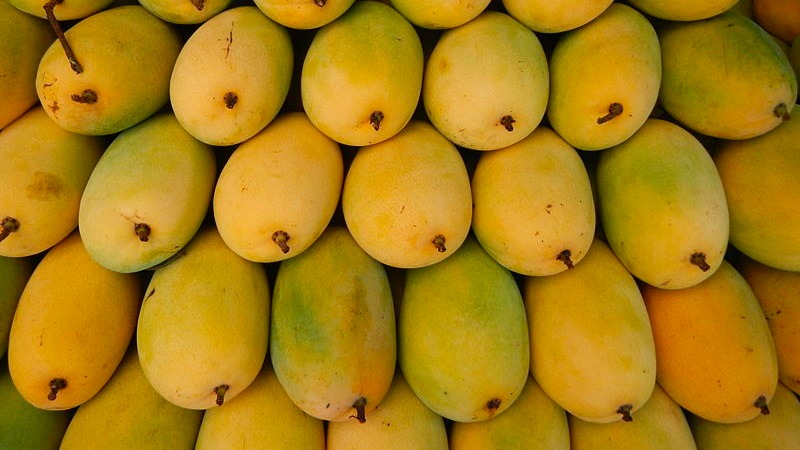 Origin of Hoa Loc mango
