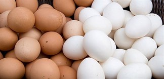 Trứng gà và trứng vịt, loại nào bổ hơn?