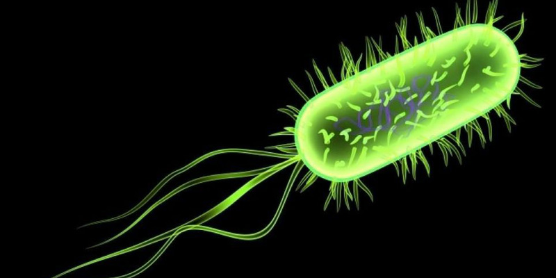 Vi khuẩn E.coli có thể là nguyên nhân gây ra các bệnh nhiễm trùng tiểu, nhiễm trùng máu thậm chí viêm màng não