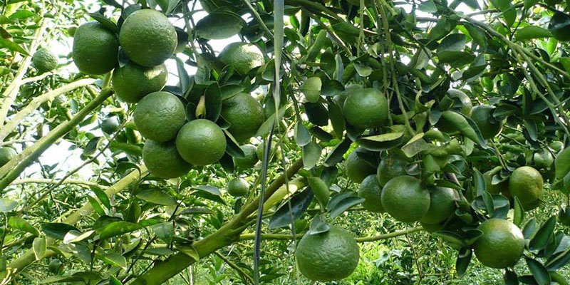 Đốm xanh trắng trên vỏ cam là do đồng sunphat và vôi bám dính lại
