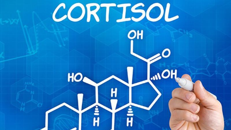 Cortisol là yếu tố nội sinh gây stress