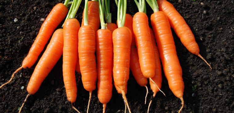 Carôten được tìm thấy trong cà rốt có tác dụng phòng chống bệnh ung thư