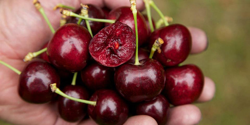 Quả cherry giúp giảm triệu chứng trầm cảm