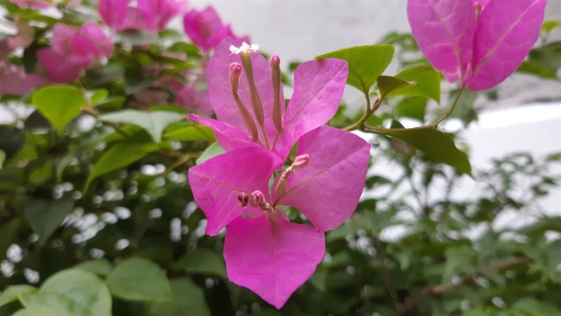 Trải nghiệm camera Galaxy A8 2018