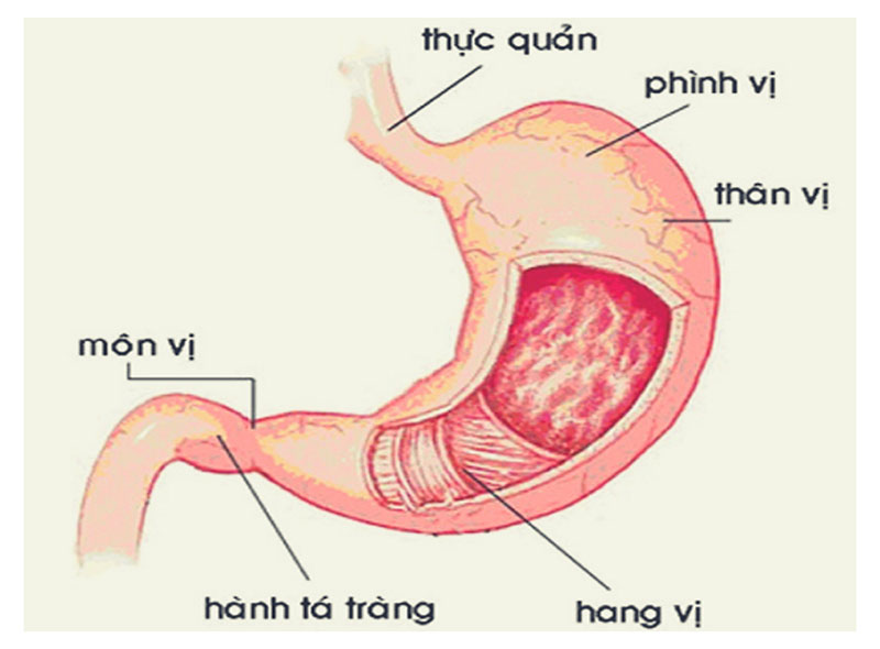 Viêm dạ dày, tá tràng