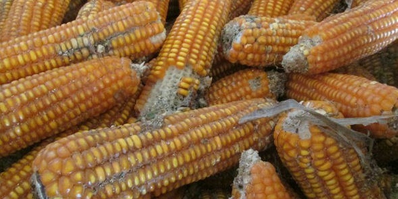 Những thực phẩm nhiều dầu và protein dễ bị nấm mốc và xuất hiện độc tố aflatoxin.