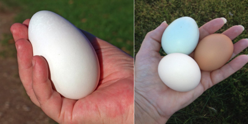 Trứng ngỗng có lượng Protein thấp hơn so với trứng gà nhưng lại có lượng Lipid cao hơn.