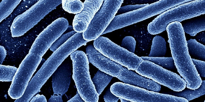 Các nhà khoa học dùng vi khuẩn Salmonella sống trên gỗ, đá lát và thảm nhựa