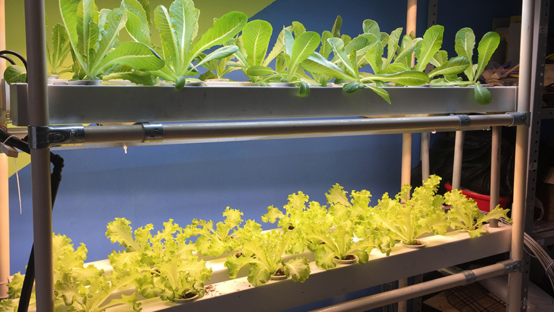 Hydroponics, phương pháp thủy canh kết hợp smartphone trong nông nghiệp - ảnh 4 Hydroponics, phương pháp thủy canh kết hợp smartphone trong nông nghiệp - ảnh 4