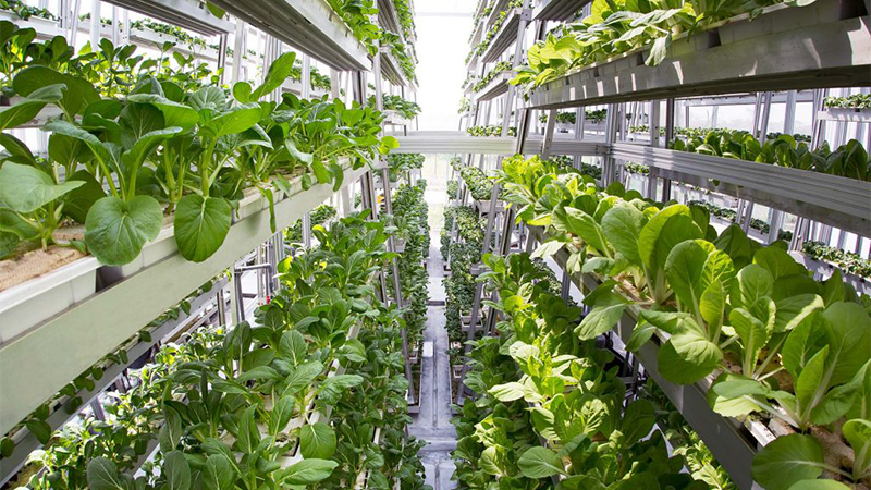 Hydroponics, phương pháp thủy canh kết hợp smartphone trong nông nghiệp - ảnh 3 Hydroponics, phương pháp thủy canh kết hợp smartphone trong nông nghiệp - ảnh 3