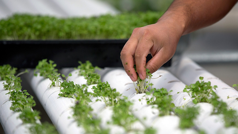 Hydroponics, phương pháp thủy canh kết hợp smartphone trong nông nghiệp - ảnh 2 Hydroponics, phương pháp thủy canh kết hợp smartphone trong nông nghiệp - ảnh 2