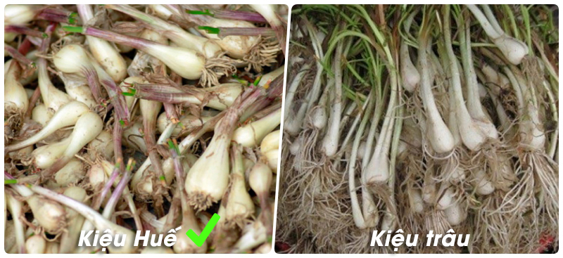 Chọn kiệu ngon Chọn kiệu ngon