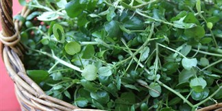 8 lợi ích tuyệt vời của cải xoong, bài thuốc và các món ăn ngon